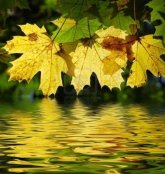 3297053-yellow-maple-leaves-with-a-reflection-in-water