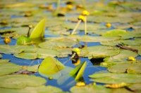 7542828-yellow-water-lilies